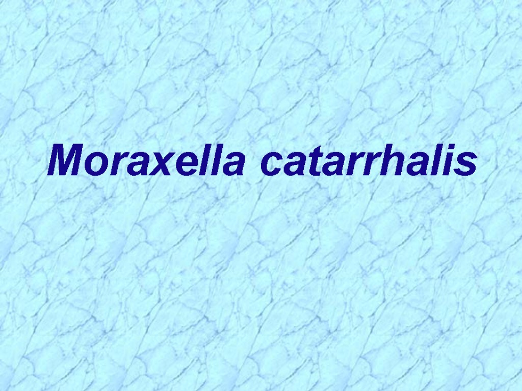 Moraxella catarrhalis